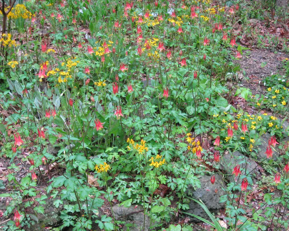 A designed garden border