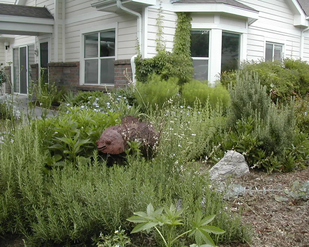 A thriving native planting