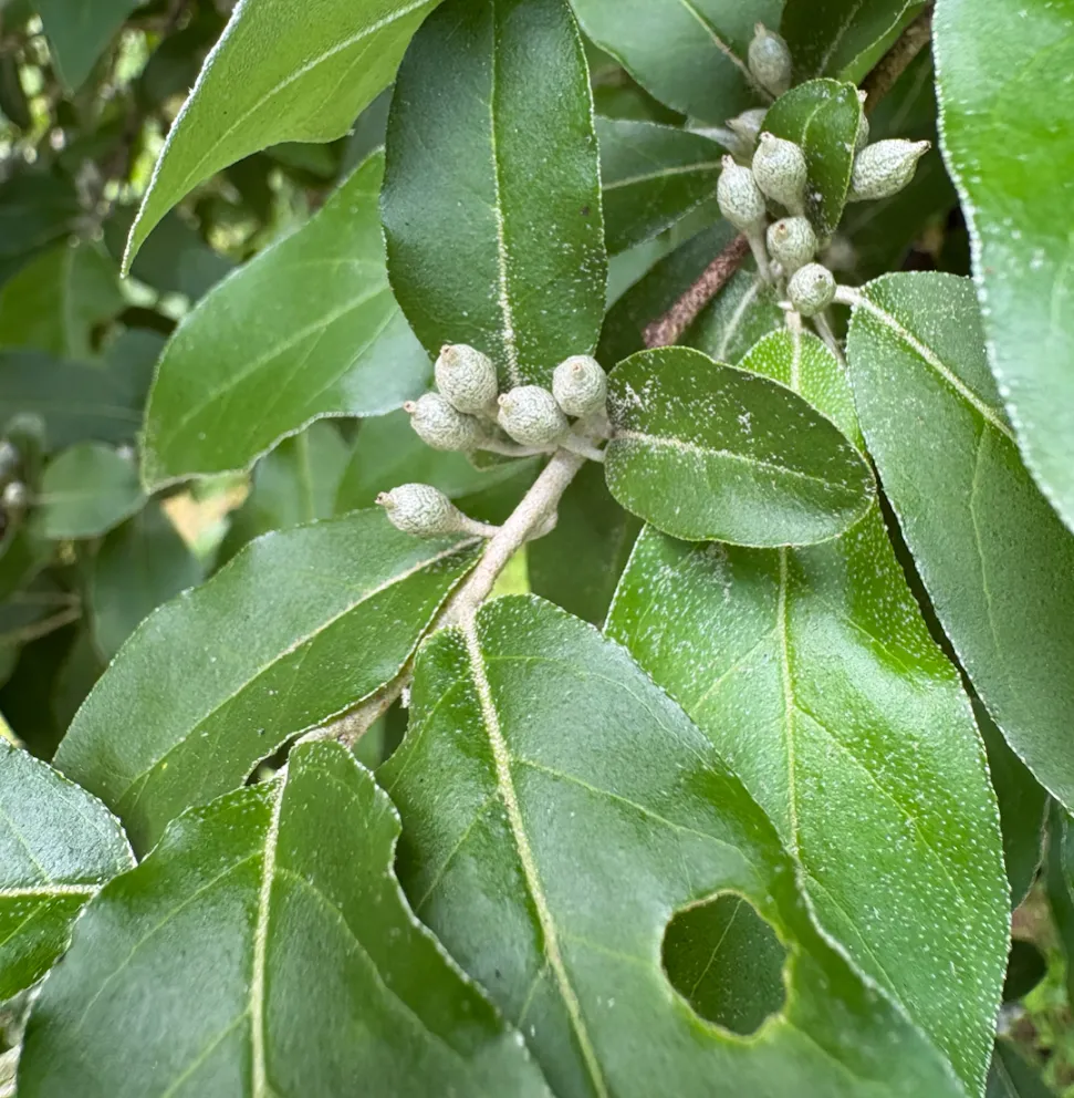 Elaeagnus