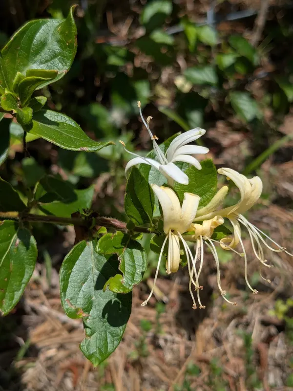 Japanese Honeysuckle