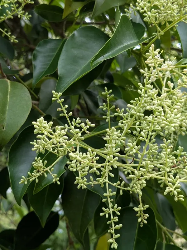 Chinese Privet