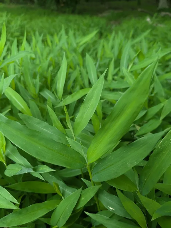 Japanese Stiltgrass
