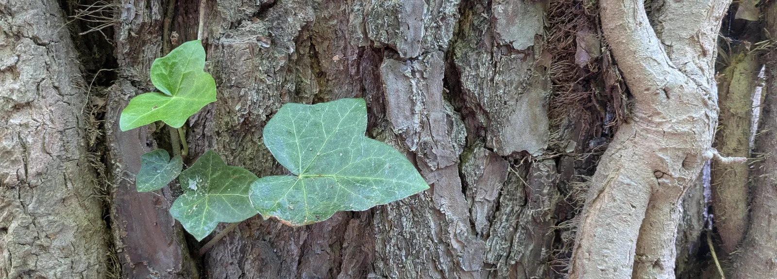 Invasive plants overtaking a natural area