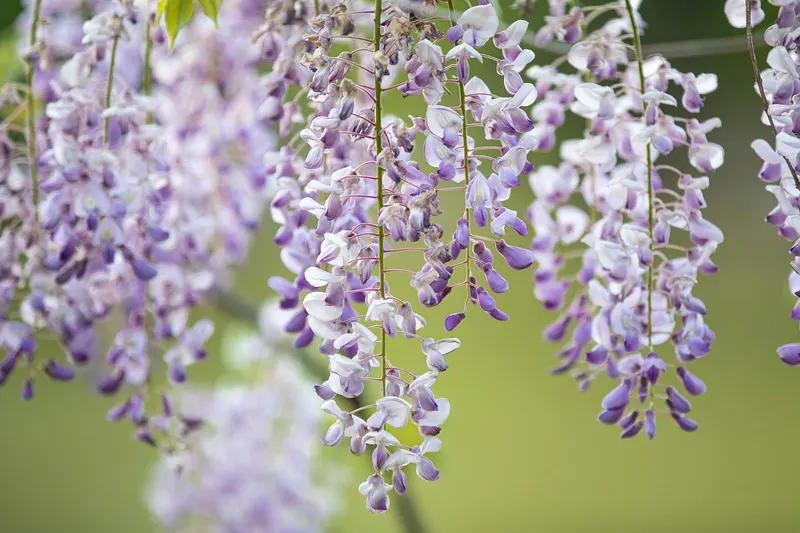 Wisteria