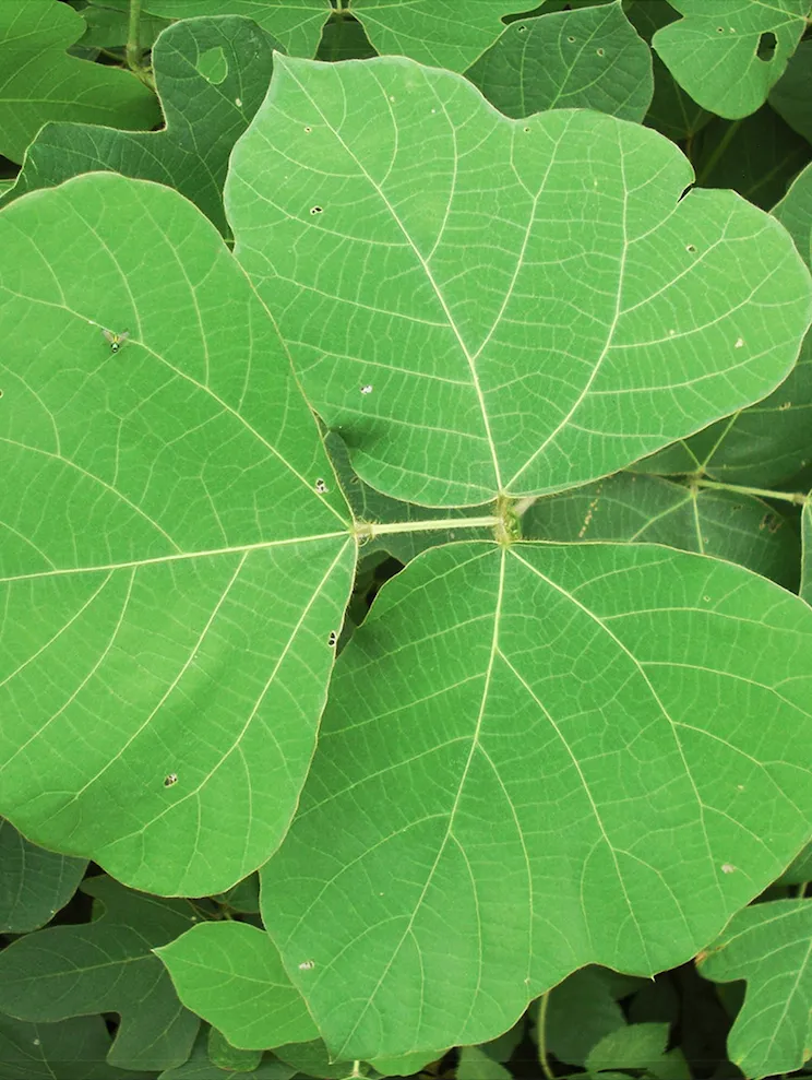Invasive plant control